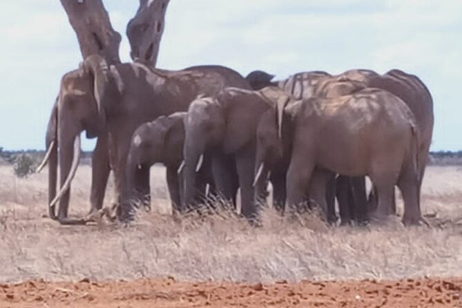 2 Days Tsavo East and Ngutuni Sanctuary starting from Mombasa. - Why four short game drives make sense