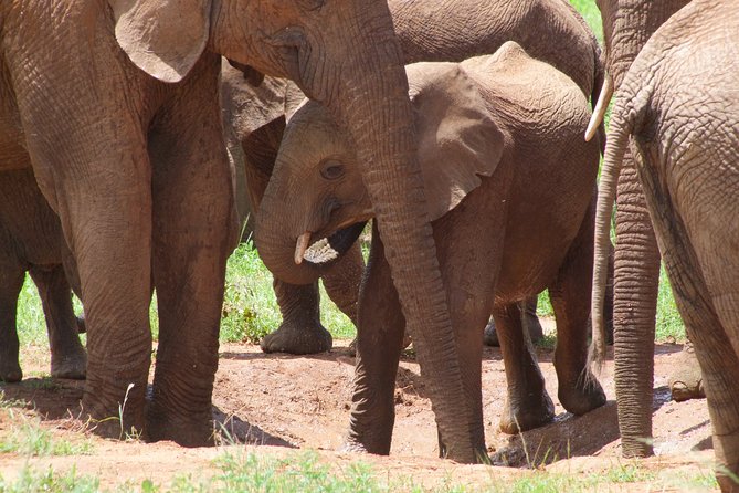 2 Days Tsavo East and Ngutuni Sanctuary starting from Mombasa. - Day two: dawn wildlife and Ngutuni Sanctuary