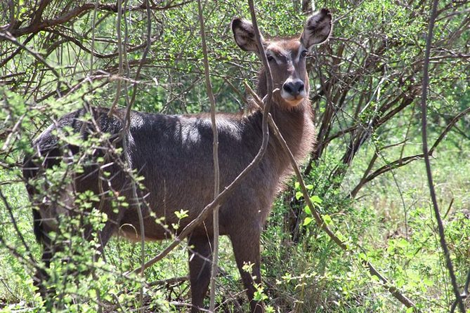 2 Days Tsavo East and Ngutuni Sanctuary starting from Mombasa. - What you may see in Tsavo East