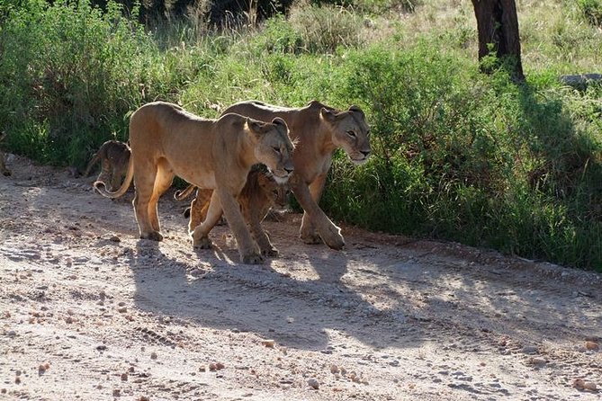 2 Days Tsavo East and Ngutuni Sanctuary starting from Mombasa. - The guide can shape your whole safari