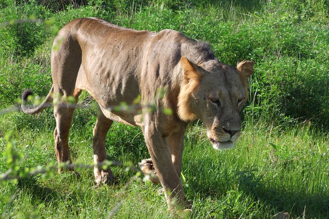 2 Days Tsavo East and Ngutuni Sanctuary starting from Mombasa. - Is $742 a fair price?