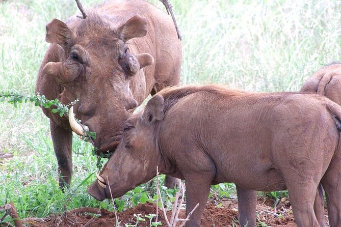 2 Days Tsavo East and Ngutuni Sanctuary starting from Mombasa. - Who will enjoy this safari most?