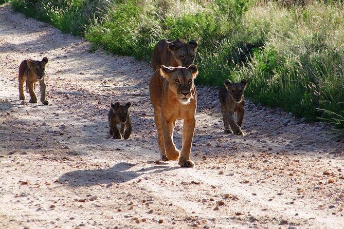 2 Days Tsavo East and Ngutuni Sanctuary starting from Mombasa. - Practical details that affect the experience