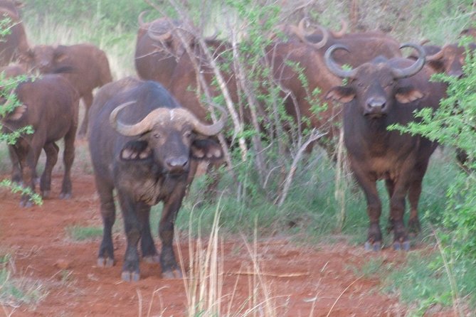 2 Days Tsavo East and Ngutuni Sanctuary starting from Mombasa. - Day one: Bachuma Gate, Tsavo East, and Ngutuni Lodge
