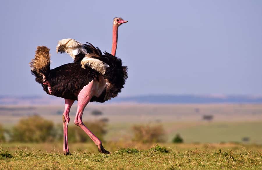 2 days Tsavo East and saltlick safari from Diani/Mombasa - Leaving Diani or Mombasa at 5:00 am
