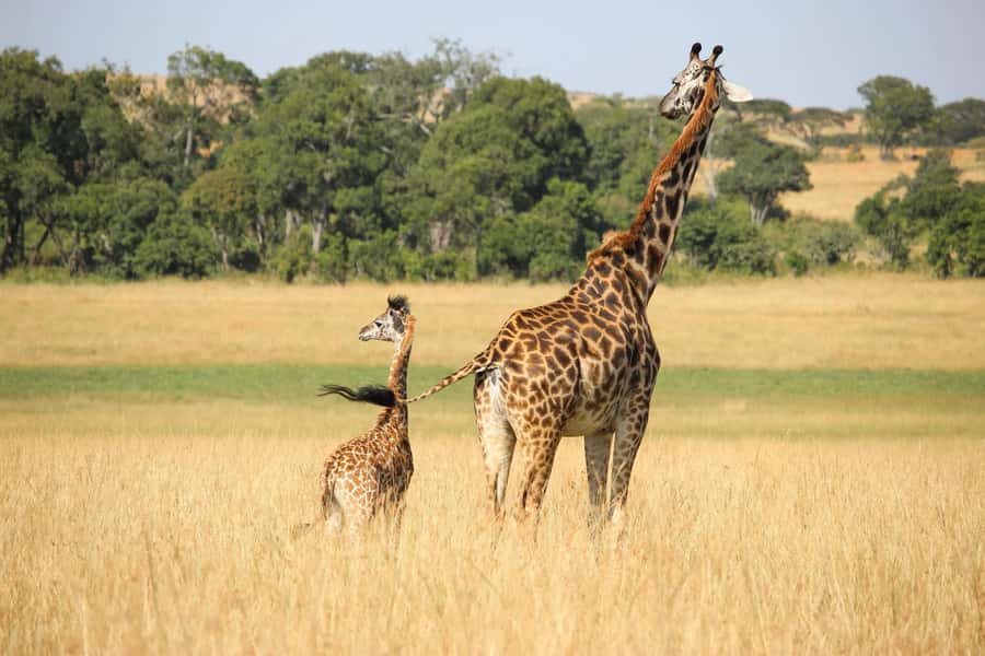 2 days Tsavo East and saltlick safari from Diani/Mombasa - What the $770 price really covers