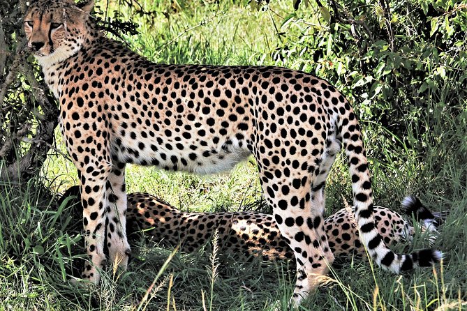 2 Days Tsavo East National Park Tour From Mombasa/Diani (1 Night) - Key points before you book