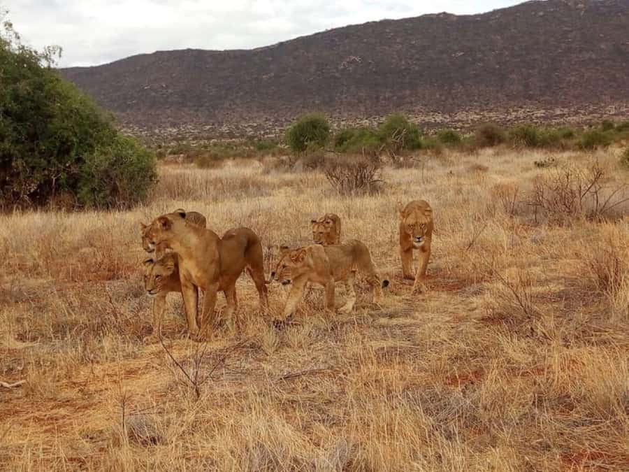 2-Days Wildlife Safari to Tsavo East & Tsavo West Park - Why Tsavo works well for a short safari