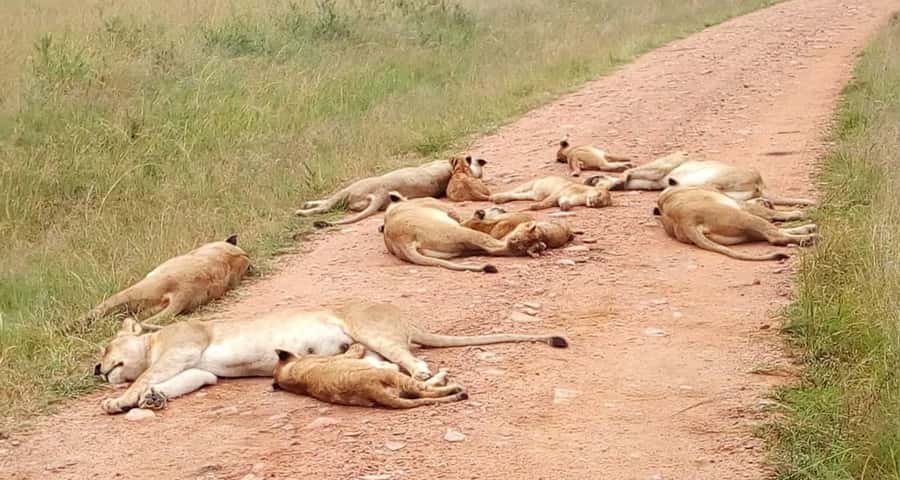 2-Days Wildlife Safari to Tsavo East & Tsavo West Park - Crossing to Tsavo West for sunset and a night near the park