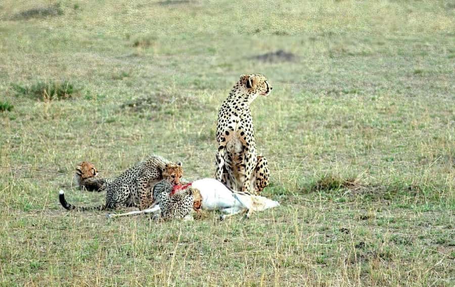 2-Days Wildlife Safari to Tsavo East & Tsavo West Park - Sunrise and Mzima Springs on the second morning