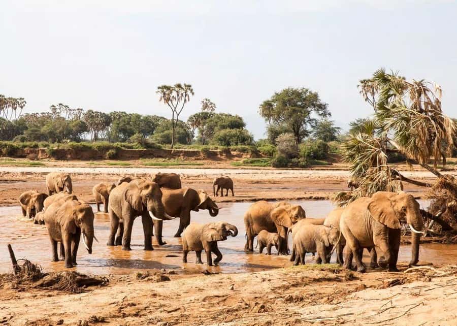 2-Days Wildlife Safari to Tsavo East & Tsavo West Park - Who should book this two-day safari