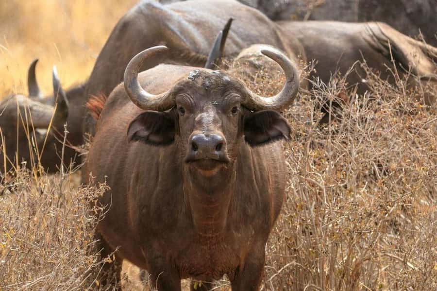 2-Days Wildlife Safari to Tsavo East & Tsavo West Park - The 5:00 am departure from Mombasa or Diani Beach