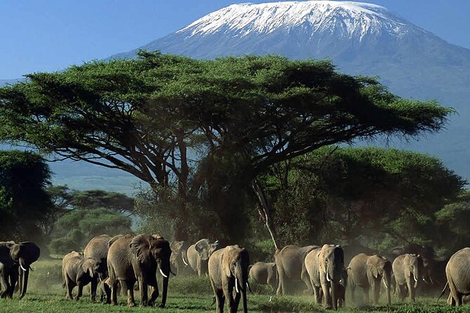 2 Nights 3 Days Amboseli National Park With 4<em>4 Vehicle – Key points to know before booking’ /></p>
<ul>
<li><strong>Mount Kilimanjaro is the star backdrop:</strong> Clear weather can produce the classic view of Africa’s highest mountain behind Amboseli’s wildlife.</li>
<li><strong>Your group has a private activity:</strong> Only your party participates, with hotel or airport pickup and drop-off arranged.</li>
<li><strong>The second day gives you the best safari time:</strong> Breakfast is followed by a full day in the park with a packed lunch.</li>
<li><strong>Several guides have received warm praise:</strong> Francis, James, Joseph, and Jumaa are among the guides named in past feedback.</li>
<li><strong>Most meals and park entry are covered:</strong> Two breakfasts, two lunches, two dinners, water, transportation, and admission are included.</li>
<li><strong>The price is $584 per person:</strong> That is easier to justify if you value a private vehicle, included transfers, and two nights of accommodation.</li>
</ul>
<h2>Why Amboseli works so well for a short safari</h2>
<p>4 Vehicle – Why Amboseli works so well for a short safari’ /></p>
<p><p>Amboseli is one of Kenya’s most recognizable safari settings. The park is known for wide, open plains and views toward Mount Kilimanjaro. That combination makes it particularly rewarding for a first safari or for anyone with only a few days in Kenya.</p>
</p>
<p><p>You are not coming only for the mountain. The wildlife list is strong, with elephants, giraffes, zebra, Cape buffalo, wildebeest, hippos, cheetahs, and other predators included in the expected search. The park also supports hundreds of indigenous bird species, so you can have a worthwhile outing even when the larger animals keep their distance.</p>
</p>
<p><p>The setting changes with the weather and time of day. Early morning and late afternoon are the most appealing times for photography because the light is softer. The mountain may be clear at sunrise and covered by cloud later, so it is wise to enjoy the park itself rather than treat Kilimanjaro as a guaranteed photo.</p>
</p>
<p><p>This trip is private, but it is not a fly-in safari. You leave Nairobi by road at 7:00 am and follow Mombasa Road, with a bathroom stop along the way. That makes the tour more affordable than a short air transfer, but you should be comfortable spending several hours in a vehicle on the first and last days.</p>
</p>
<div class="twil" style="margin: 20px 0; padding: 15px 0;"><p>More Amboseli Safaris in Nairobi:</p><ul style="margin: 10px 0; padding-left: 0; list-style: none;"><li style="margin: 0 0 12px 0; padding: 0 0 12px 0; border-bottom: 1px solid #FEF2DB; line-height: 1.4;"><a href="https://introducingkenya.com/nairobi-day-tour-to-amboseli-national-park-maasai-village/">Nairobi: Day Tour to Amboseli National Park & Maasai Village</a><br><span style="font-size: 0.82em; color: #3E6153;"><span style="color: #F5A200;">★</span> 4.5 &nbsp;&middot;&nbsp; 310 reviews</span></li><li style="margin: 0 0 12px 0; padding: 0 0 12px 0; border-bottom: 1px solid #FEF2DB; line-height: 1.4;"><a href="https://introducingkenya.com/day-tour-to-amboseli-national-park/">Day Tour to Amboseli National Park</a><br><span style="font-size: 0.82em; color: #3E6153;"><span style="color: #F5A200;">★</span> 5.0 &nbsp;&middot;&nbsp; 222 reviews</span></li><li style="margin: 0; padding: 0; border-bottom: none; line-height: 1.4;"><a href="https://introducingkenya.com/amboseli-day-tour-from-nairobi/">Amboseli Day Tour from Nairobi</a><br><span style="font-size: 0.82em; color: #3E6153;"><span style="color: #F5A200;">★</span> 5.0 &nbsp;&middot;&nbsp; 84 reviews</span></li></ul></div><h2>Day 1: Nairobi to an evening game drive in Amboseli</h2>
<p><img width="669" height="446" decoding="async" src=