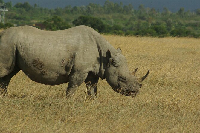 2 nights 3 days Masai Mara safari package - Day 3: An early lion search, then back to Nairobi