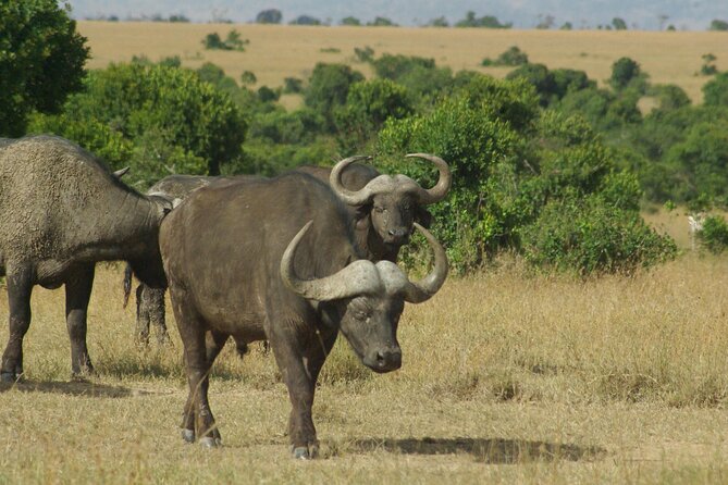 2 nights 3 days Masai Mara safari package - What the guide can add to the experience