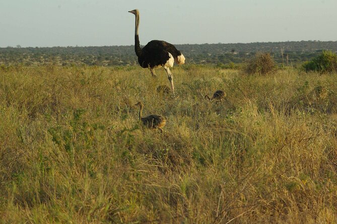 2 nights 3 days Masai Mara safari package - Is $870.39 per person good value?