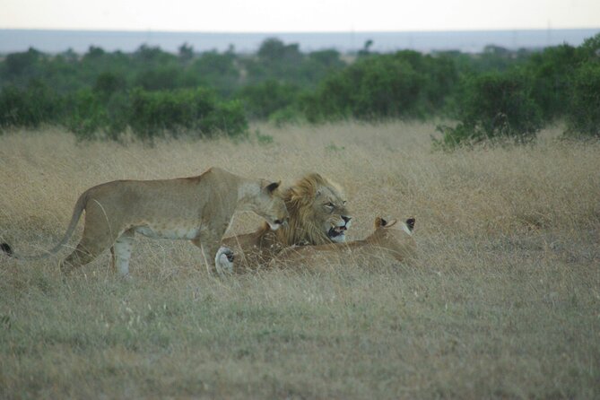 2 nights 3 days Masai Mara safari package - Who should choose this safari?