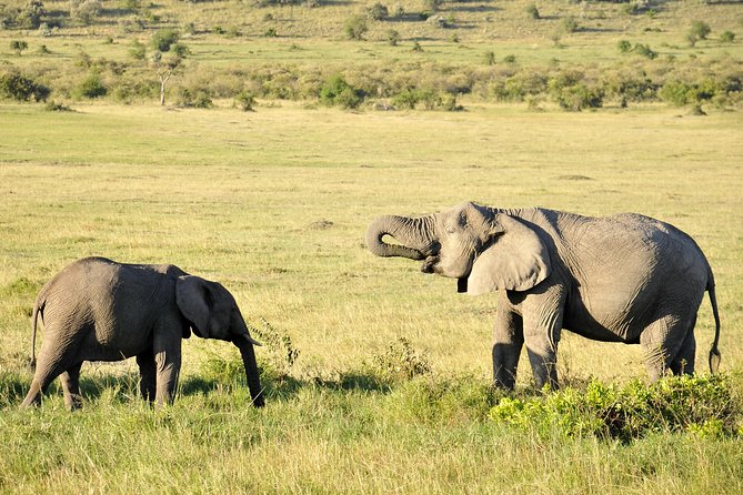 3 Day 2 Nights Maasai Mara Safari - Why three days can work in the Maasai Mara