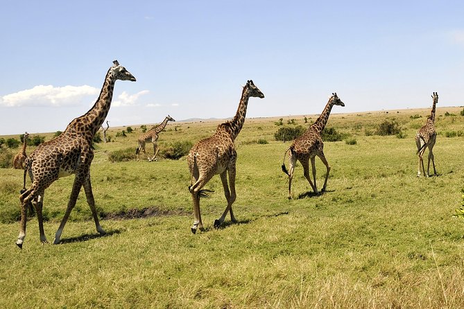 3 Day 2 Nights Maasai Mara Safari - Day 3: A Maasai village visit before Nairobi