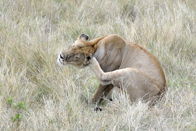 3 Day 2 Nights Maasai Mara Safari - What the small group and vehicle mean