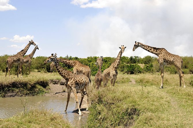 3 Day 2 Nights Maasai Mara Safari - The real price: $390 plus the important extras
