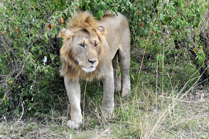 3 Day 2 Nights Maasai Mara Safari - Meals, accommodation, and what to clarify