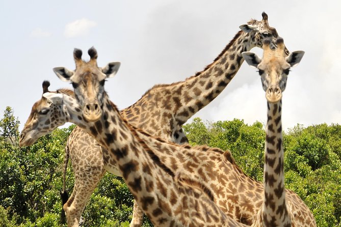 3 Day 2 Nights Maasai Mara Safari - Who should book this safari?