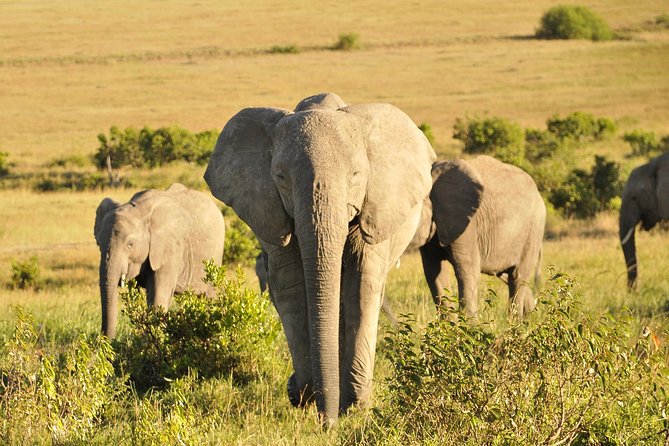 3 Day 2 Nights Maasai Mara Safari - Day 2: A full wildlife day and the Mara River