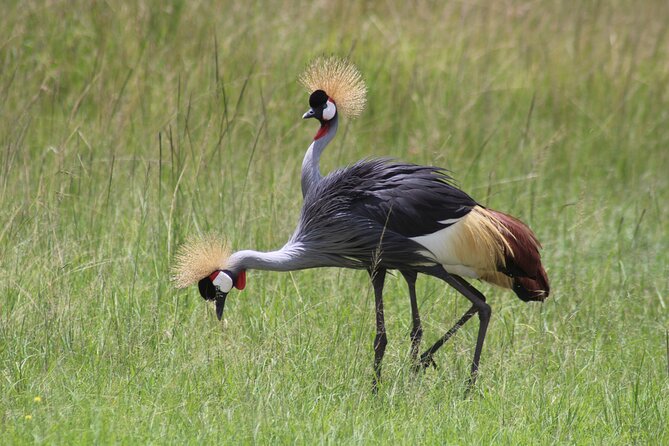 3-Day Amboseli National Reserve Safari from Nairobi - Why Amboseli works well for a short safari