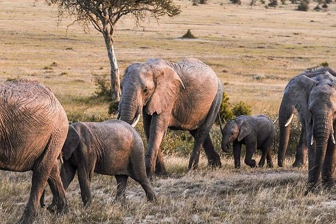 3-DAY Best Maasai Mara Safari (POPULAR) - Vehicle comfort and guide communication