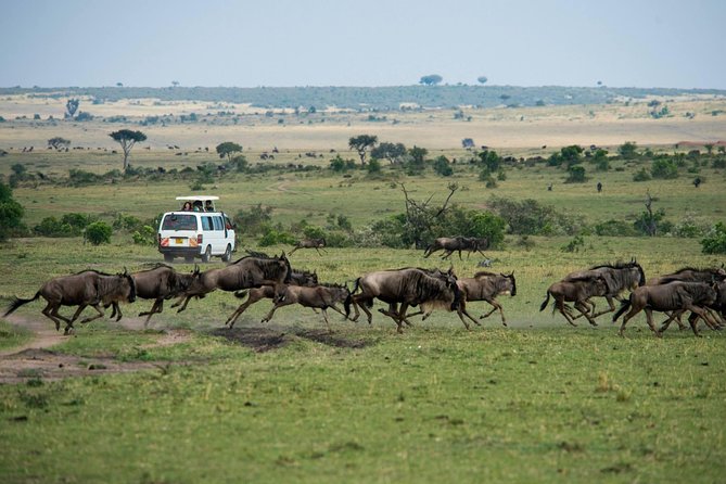 3-DAY Best Maasai Mara Safari (POPULAR) - Day two: a full safari and the Mara River