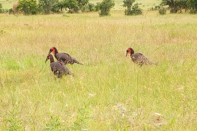 3-day Budget Safari To Maasai Mara - The first Maasai Mara game drive at 4:00 p.m.