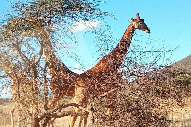 3-day Budget Safari To Maasai Mara - The final morning and return to Nairobi