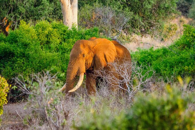 3 day Diani Beach To Tsavo East & West - Key points to know before booking