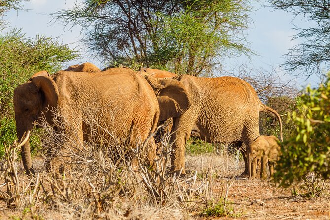 3 day Diani Beach To Tsavo East & West - From Diani Beach to Tsavo East by Land Cruiser