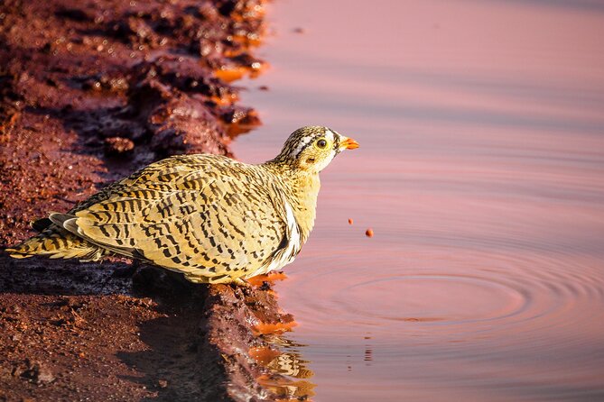 3 day Diani Beach To Tsavo East & West - Mzima Springs brings a different kind of safari