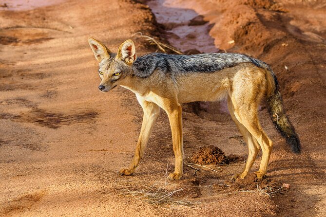 3 day Diani Beach To Tsavo East & West - The guides can shape the whole experience