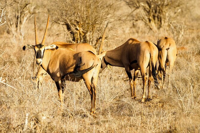 3 day Diani Beach To Tsavo East & West - Is the $2,020 price good value?