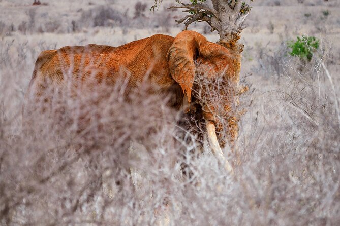 3 day Diani Beach To Tsavo East & West - Who will enjoy this safari most?