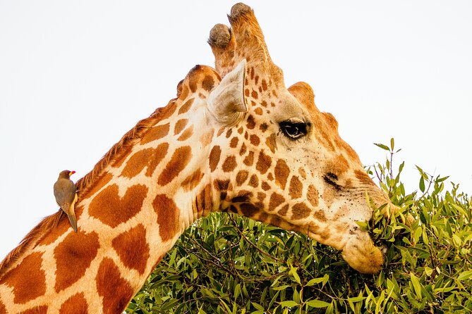 3 day Diani Beach To Tsavo East & West - Practical details before you commit