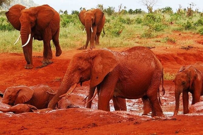 3 day Diani Beach To Tsavo East & West - Sunrise, waterbuck, and the move to Tsavo West