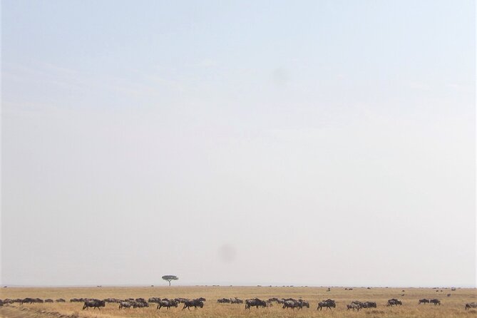 3 Day Exploring Amboseli National Park - Leaving Nairobi at 6:30 am for Amboseli