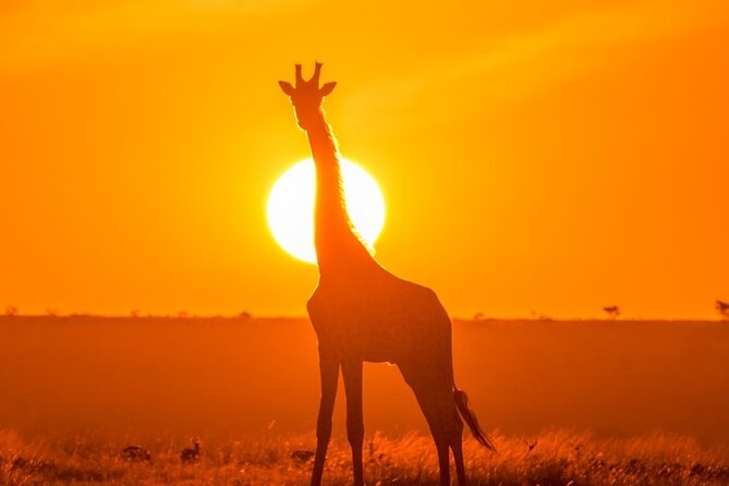 3 Day Exploring Amboseli National Park - Who Will Like This Three-Day Safari