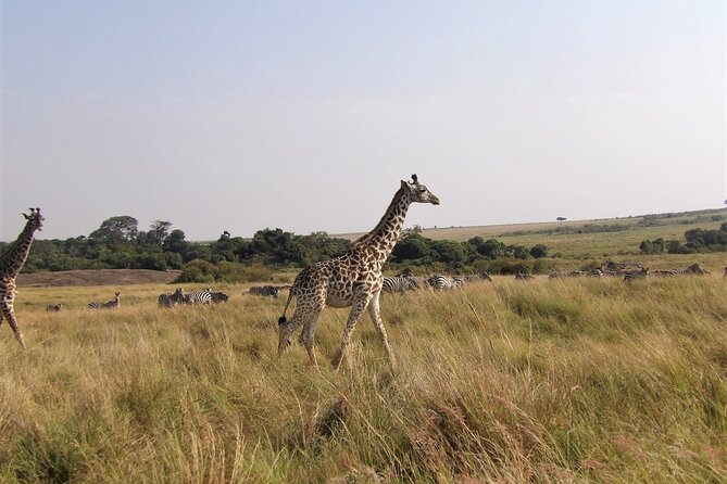 3 Day Exploring Amboseli National Park - Day One: Entering Amboseli with Elephants and Mountain Views