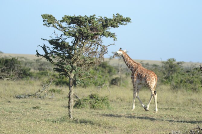 3-Day Group Safari in Masai Mara with Pick Up - Day 1: From Nairobi to the Great Rift Valley