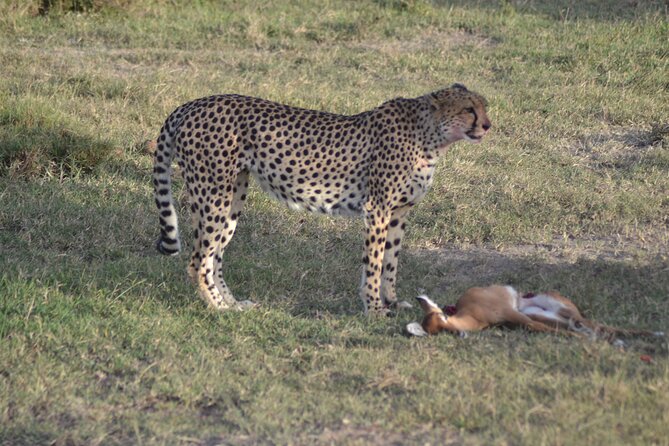 3-Day Group Safari in Masai Mara with Pick Up - Day 2: Six hours of searching the Mara