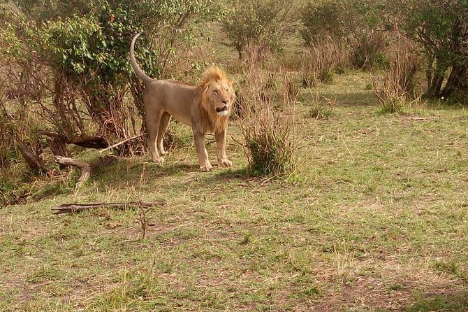 3 day maasai mara budget Camping Group safari - The first evening drive inside Maasai Mara