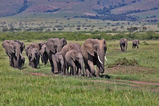 3 Day Maasai Mara Group Joining Camping Safari - Daily Departures - Nairobi to Maasai Mara in one long first day
