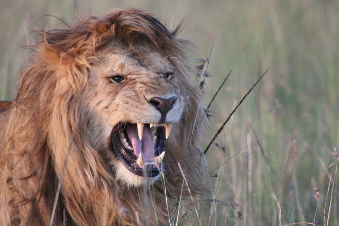3-Day Maasai Mara Group Joining Safari - Nairobi to the Mara, with an early start