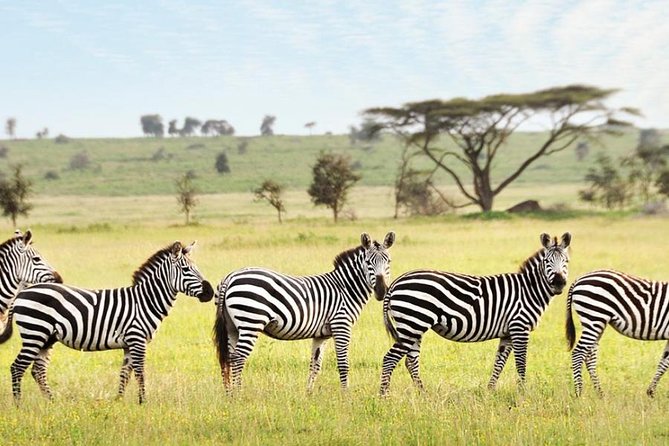 3-Day Maasai Mara Guided Safari From Nairobi - Tented accommodation: the part to investigate carefully